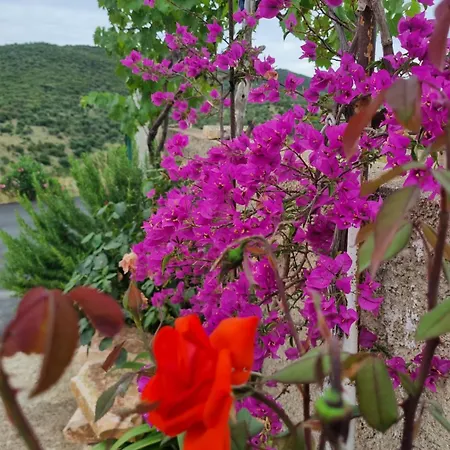 Besnik Brahimi شقة