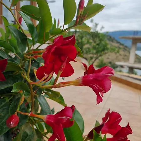 شقة Besnik Brahimi *