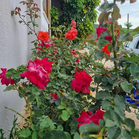 Besnik Brahimi * كساميل