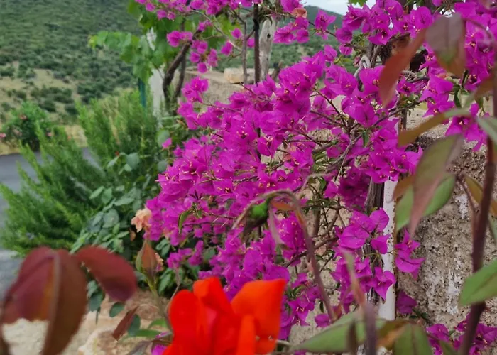 Besnik Brahimi Daire