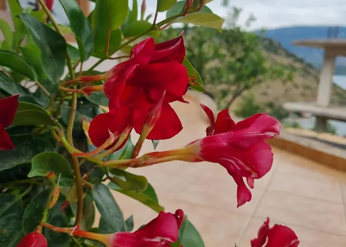 Daire Besnik Brahimi *